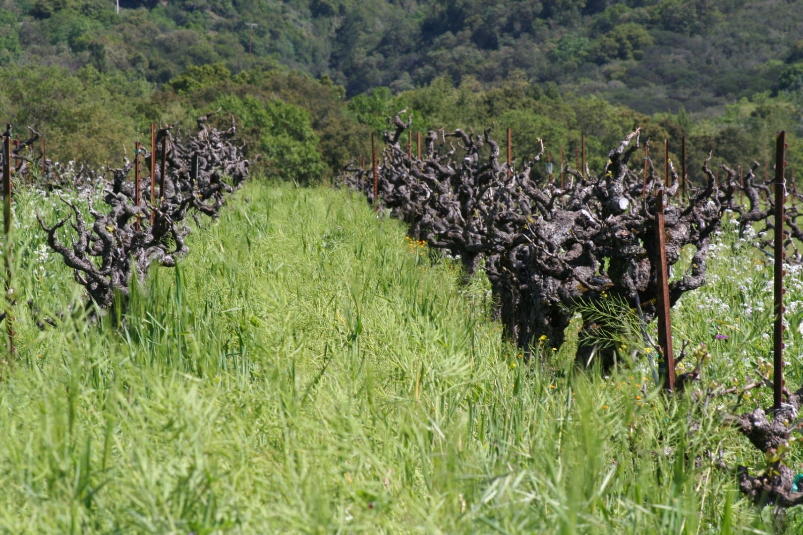 gnarled zinfandel vines at Bedrock Vineyard