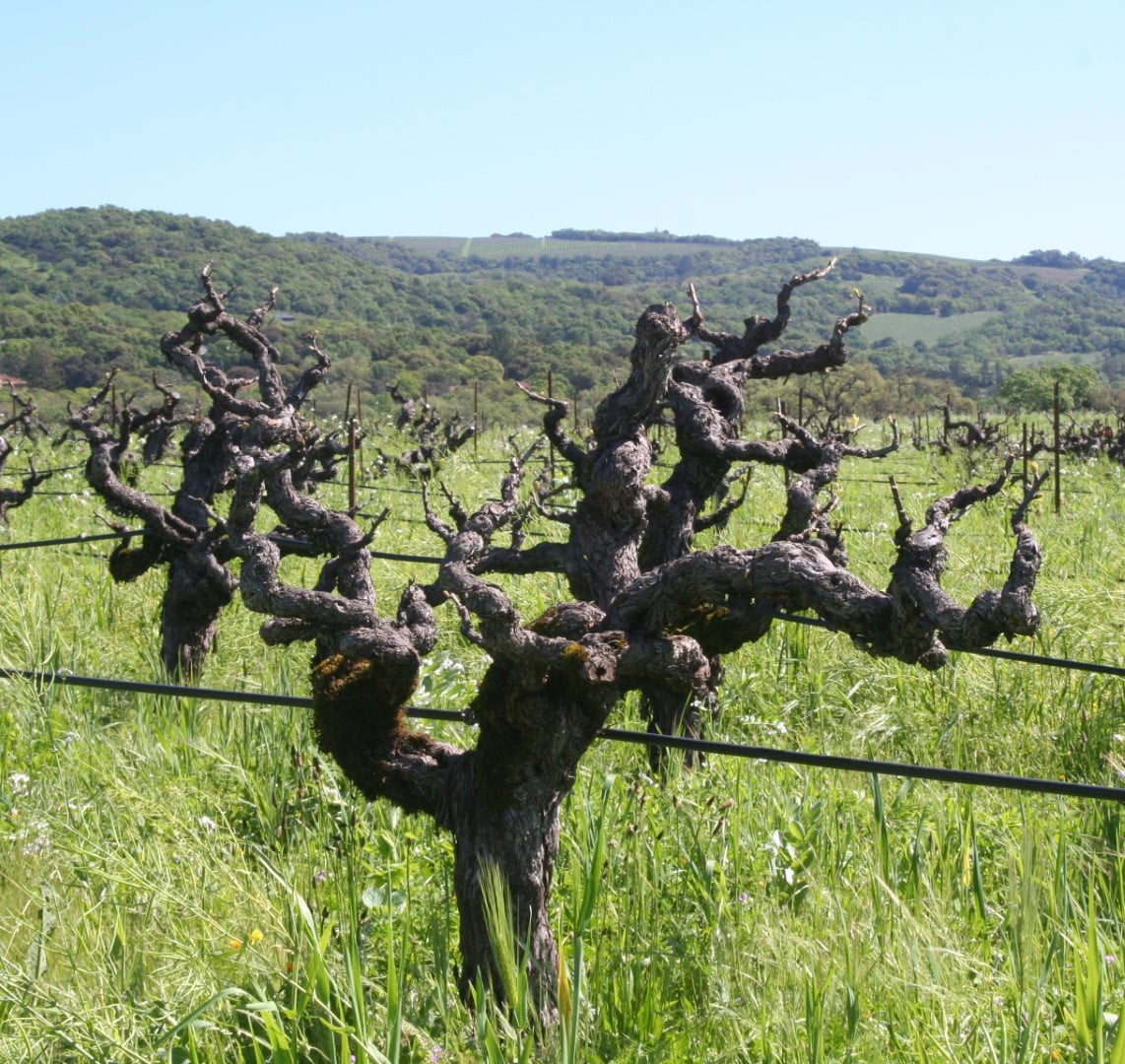 single gnarled zinfandel vine at Bedrock Vineyard