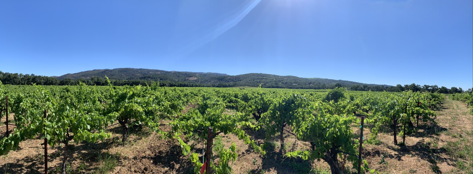Landscape view of Bedrock Vineyard