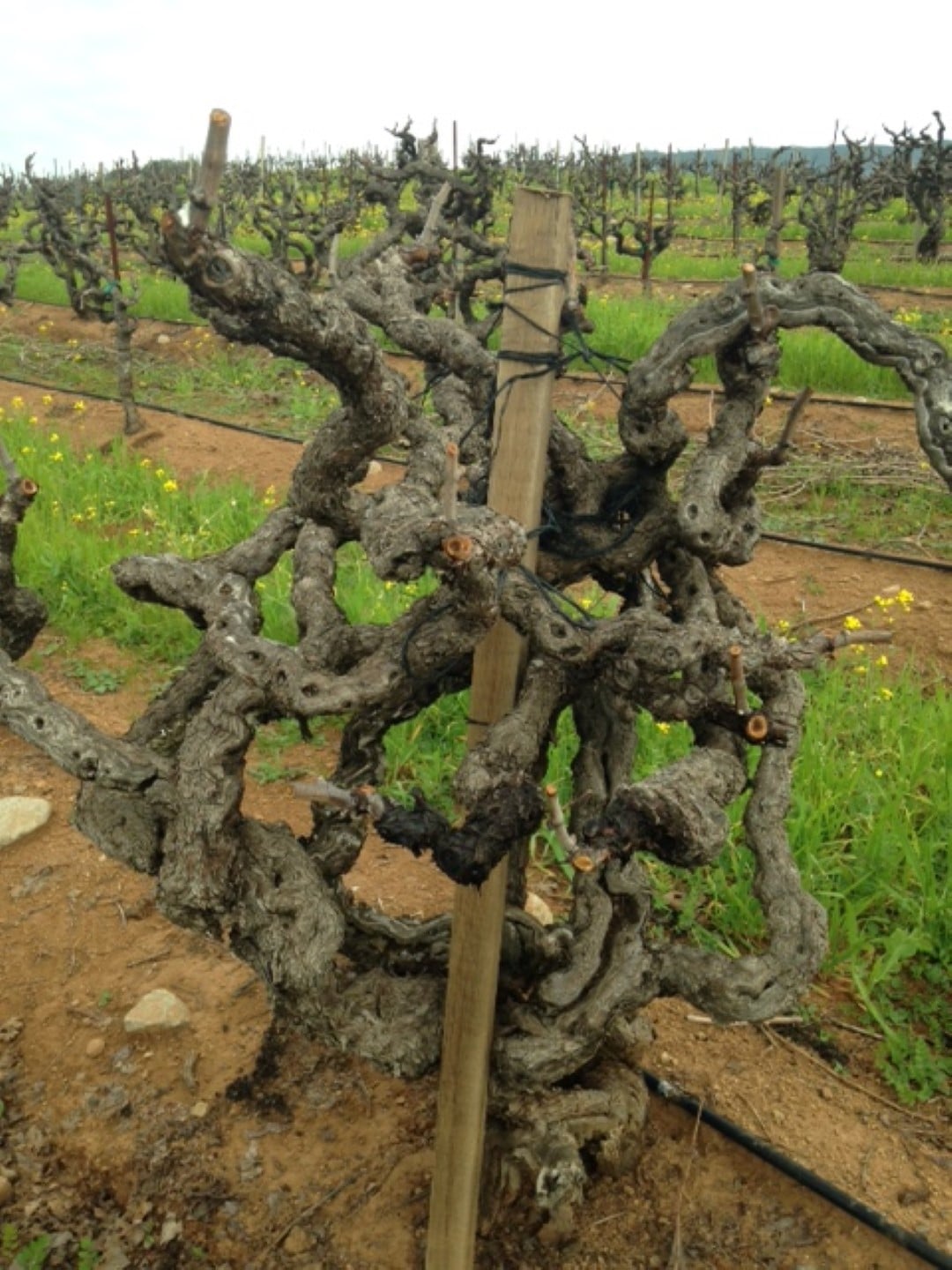 gnarled old vine wrapping around wooden post at Monte Rosso vineyard.
