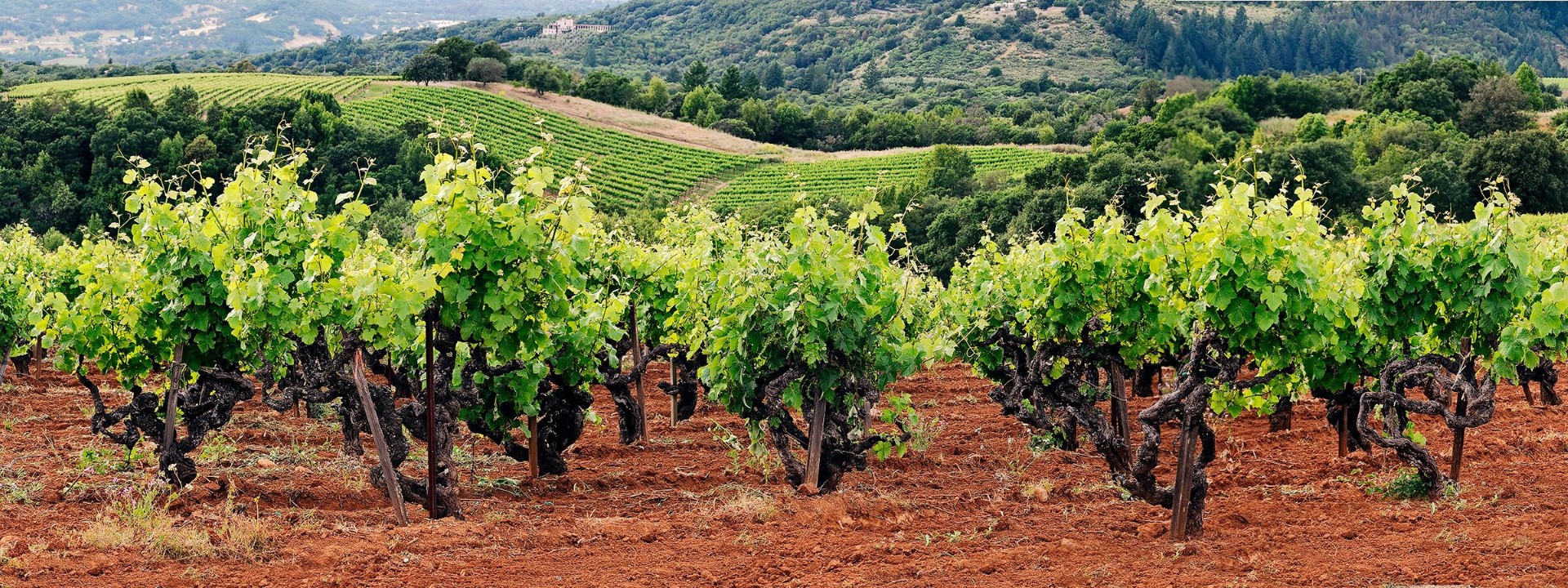 green vines set in red, iron-rich dirt of Monte Rosso Vineyard®