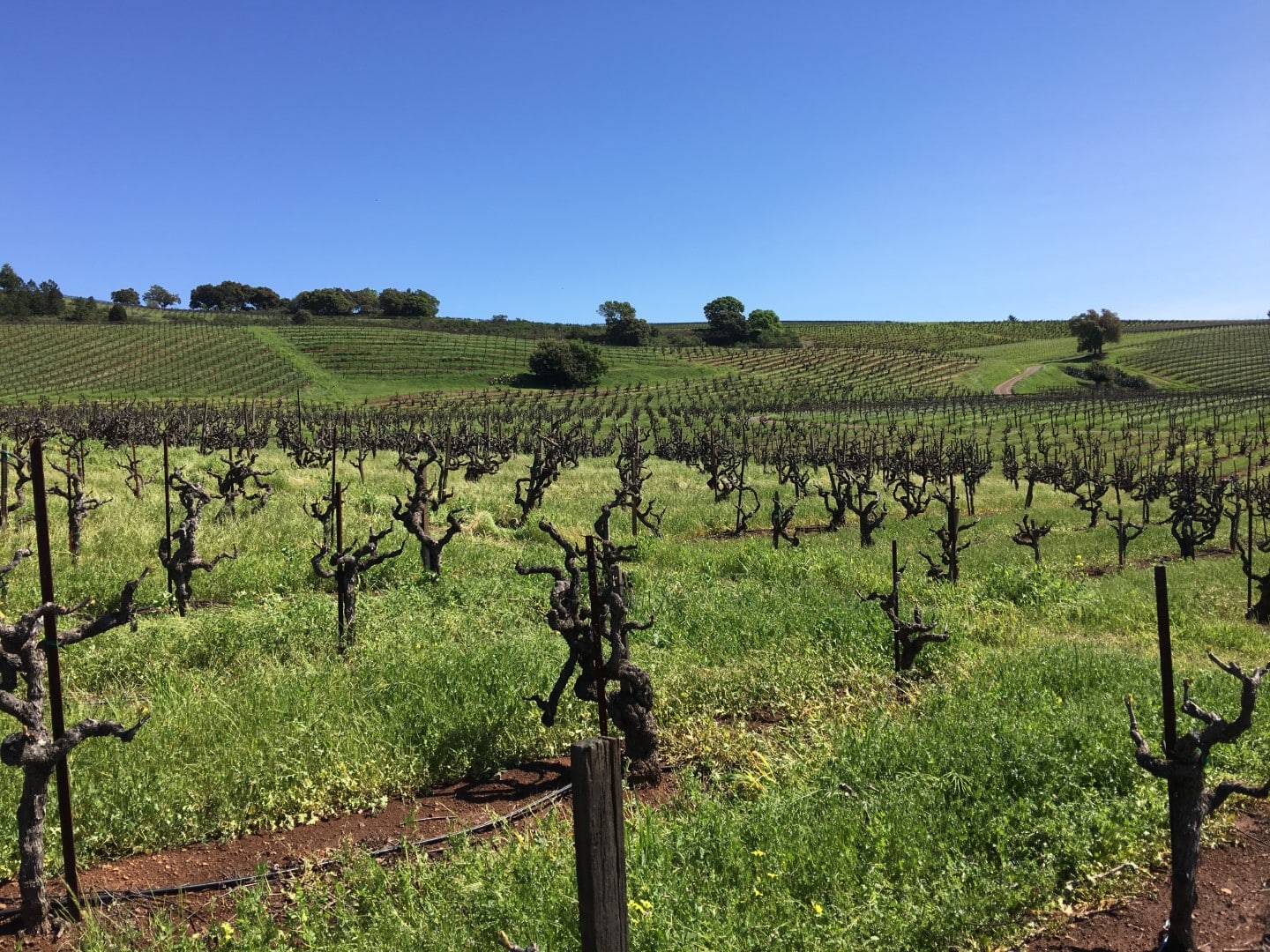 Monte Rosso Vineyard rolling over hill with clear blue sky