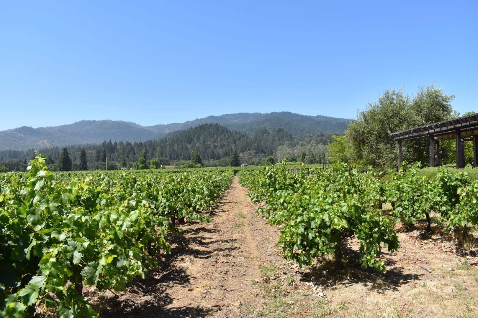 Robert Biale Old Kraft Vineyard