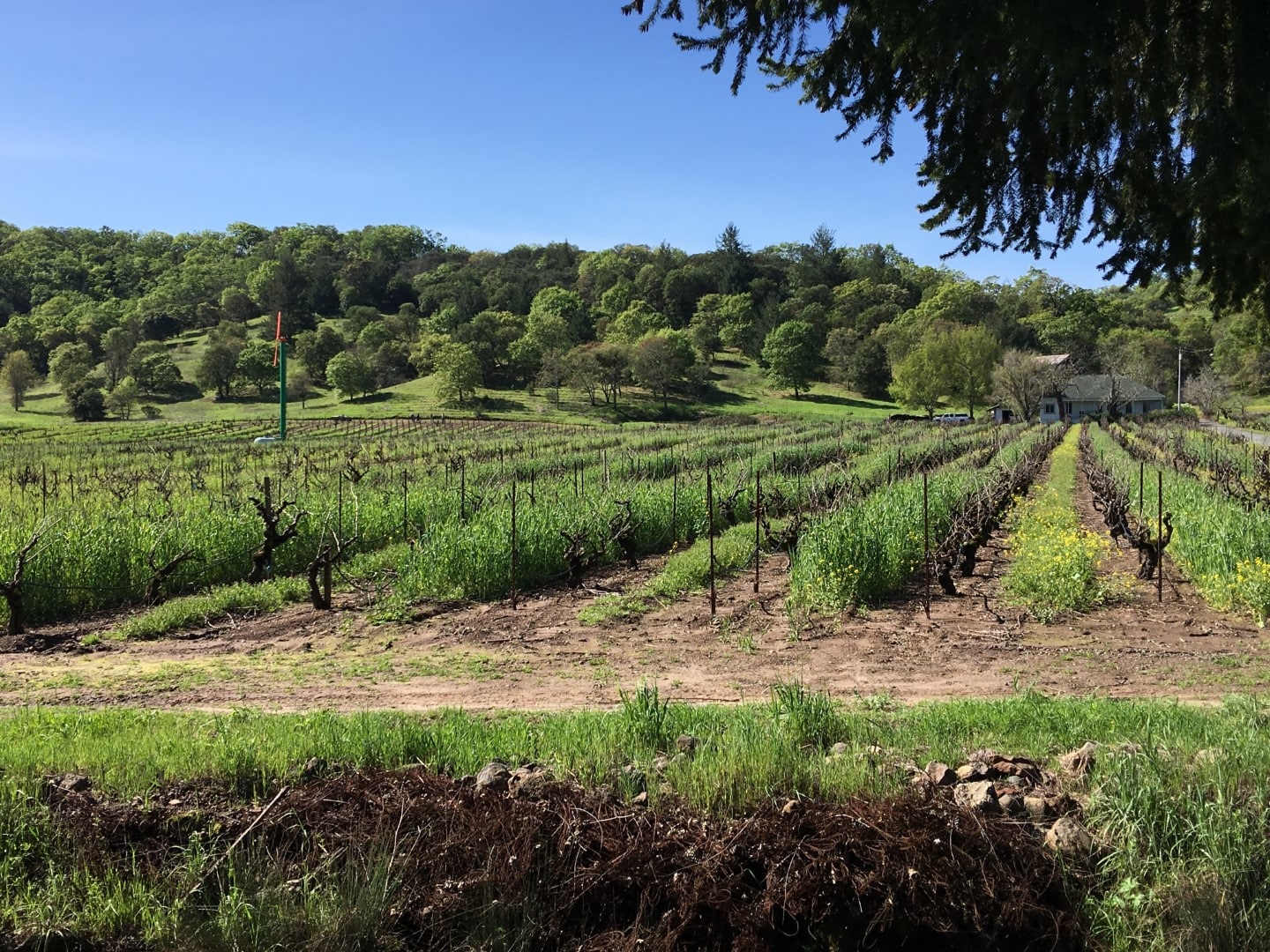 Rows of vines with mountain in background against clear blue sky at Robert Biale Pagani Ranch Vineyard.