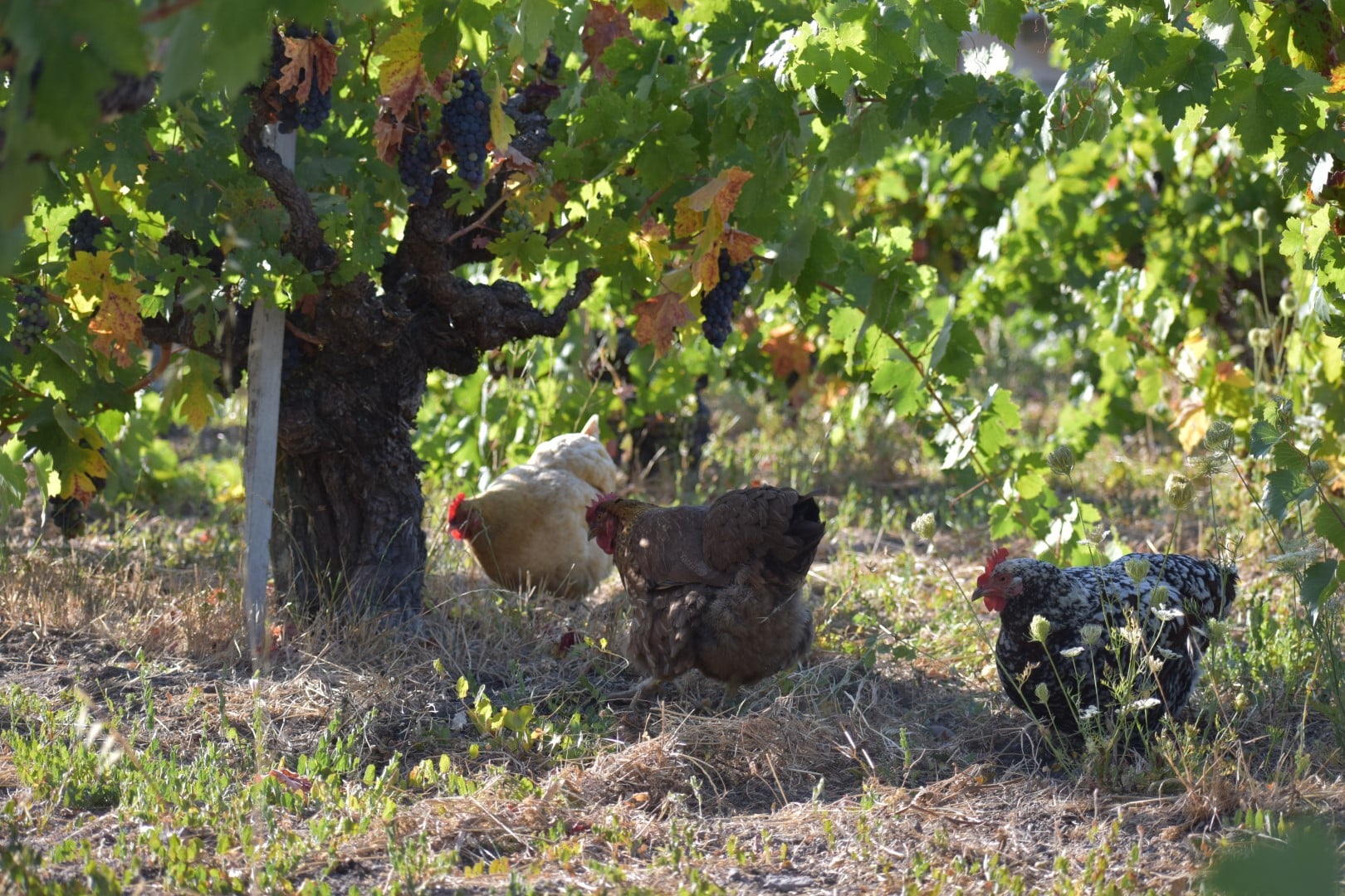 Chickens in Valesecchi Vineyard.