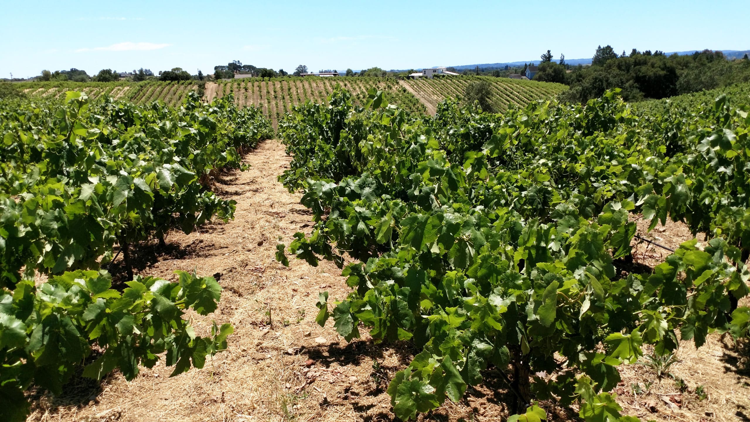 Limerick Lane Vineyard rows