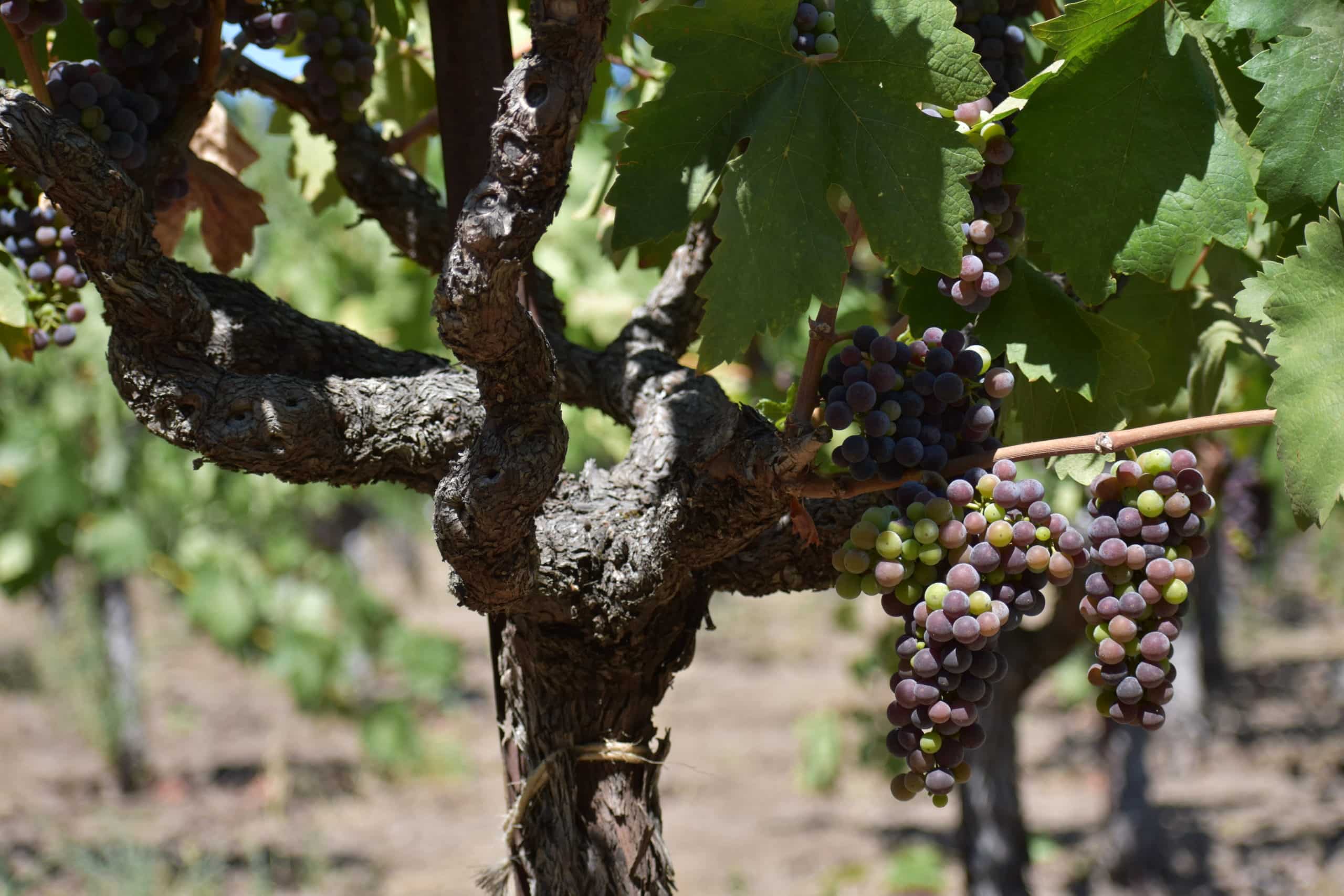 Bunches of grapes on vine with green leafs at Robert Biale Old Kraft Vineyard.