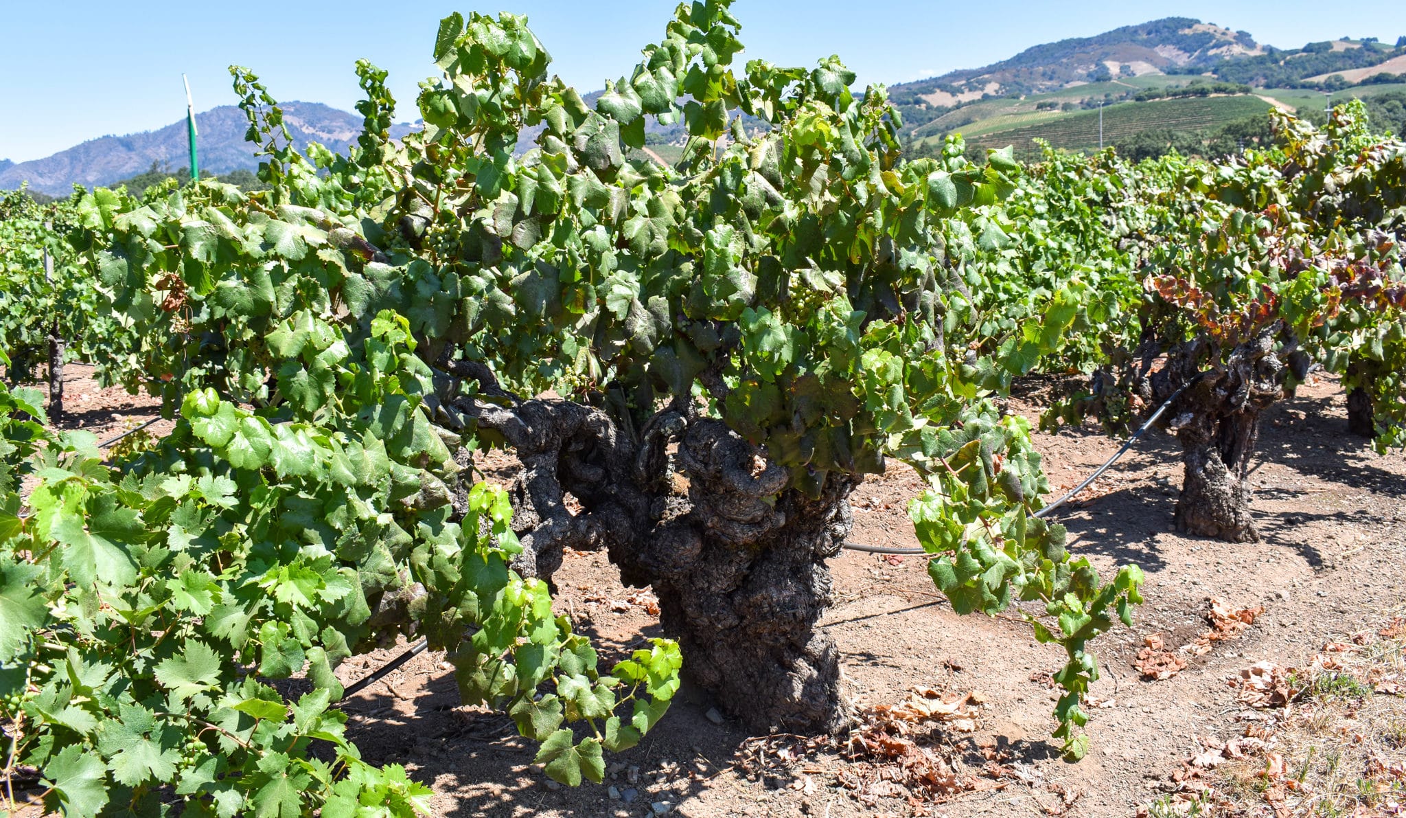 Vineyard with slight view of valley mountains at Robert Biale Pagani Ranch Vineyard property.