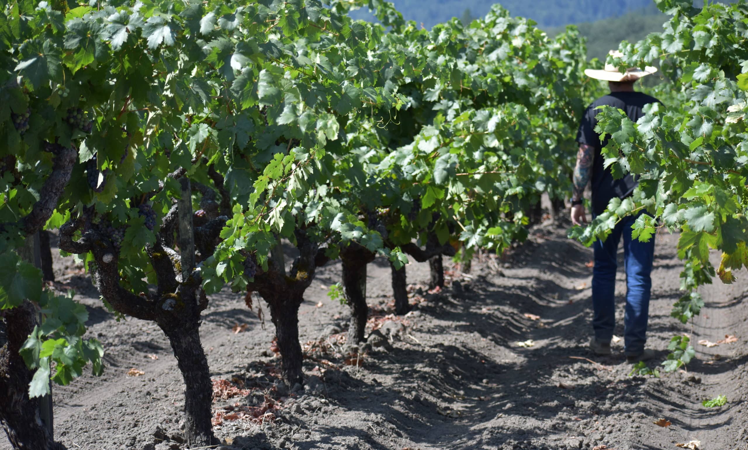Man walking through row of Varozza Vineyard.