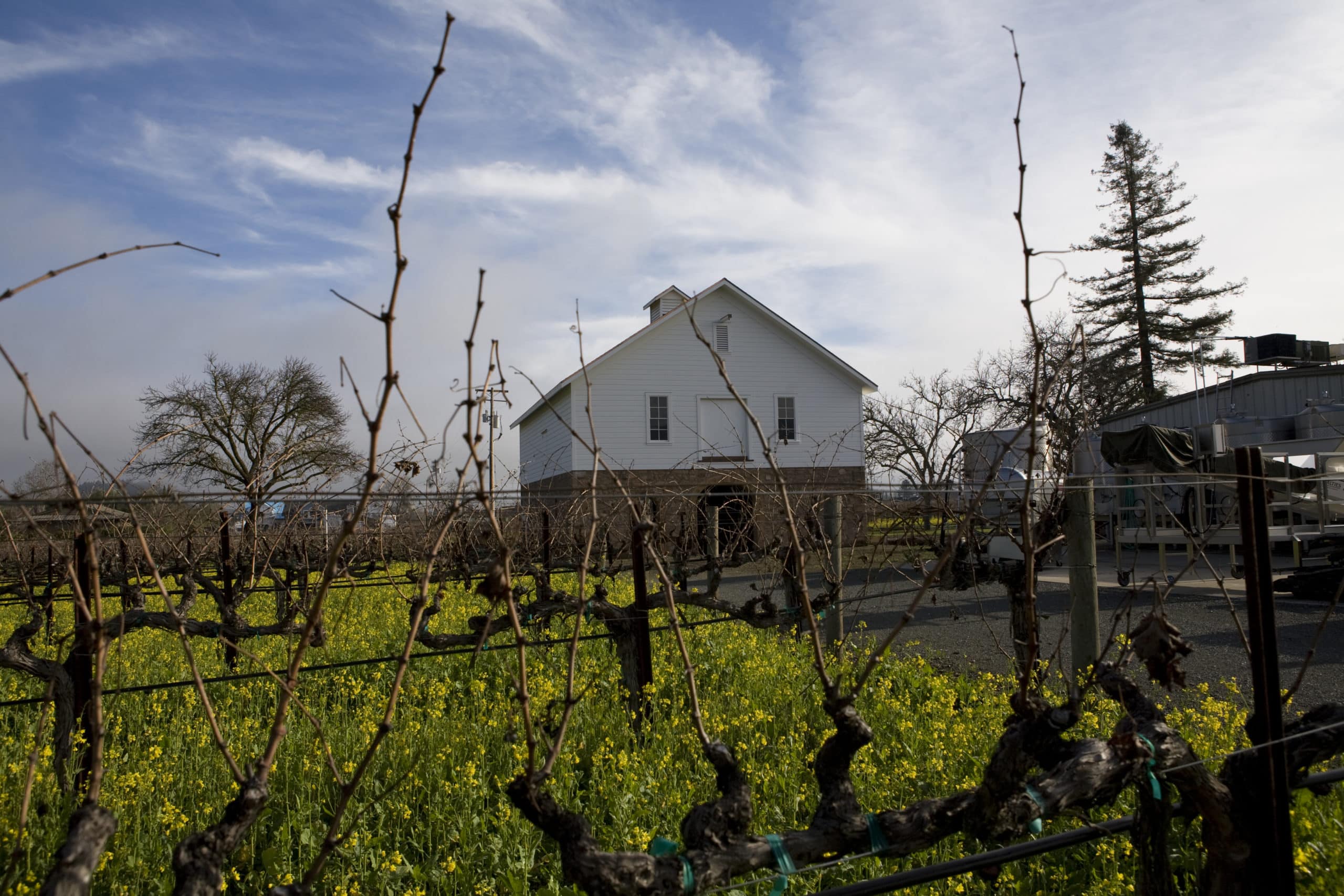 Vines of Varozza Vineyard with mustard growing around them with white house in background.