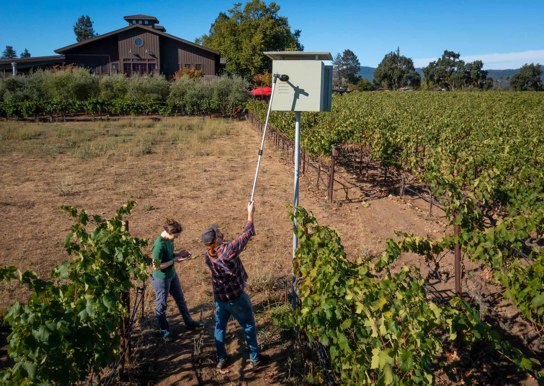 two people in the vineyard with a stick camera looking into an owl box