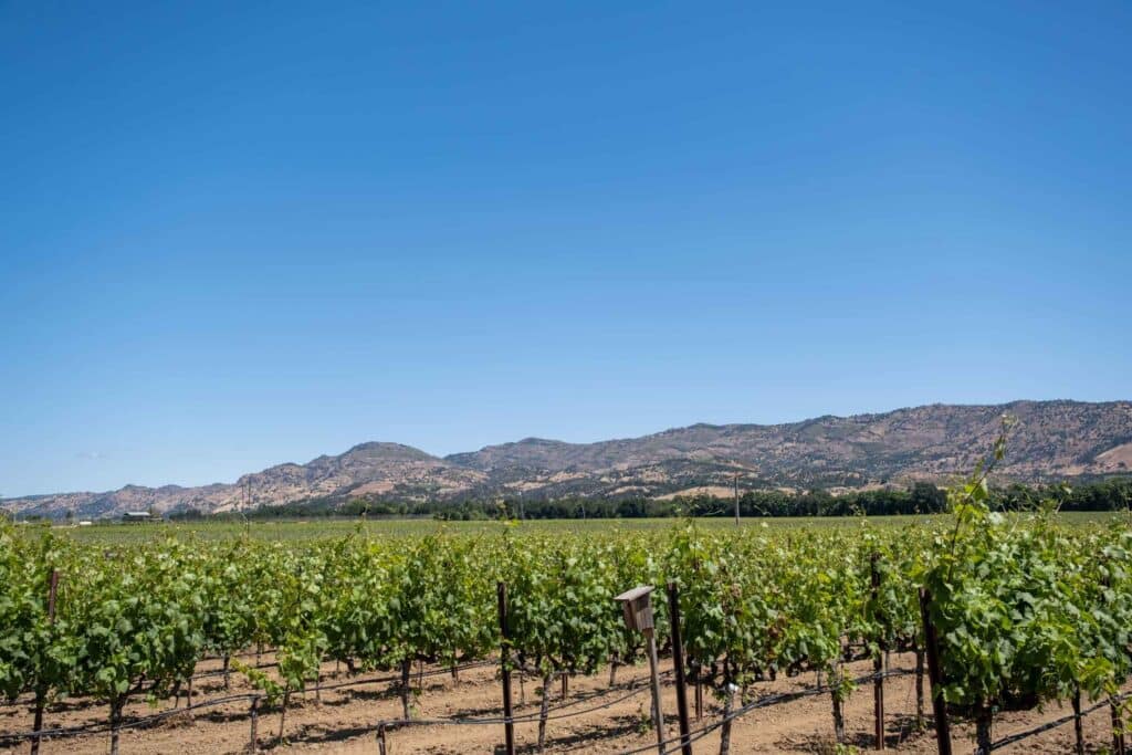 Vines at Biale Vineyards with blue sky