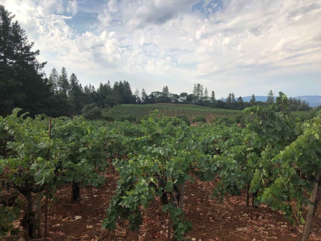 vines with full canopies at Beatty Ranch