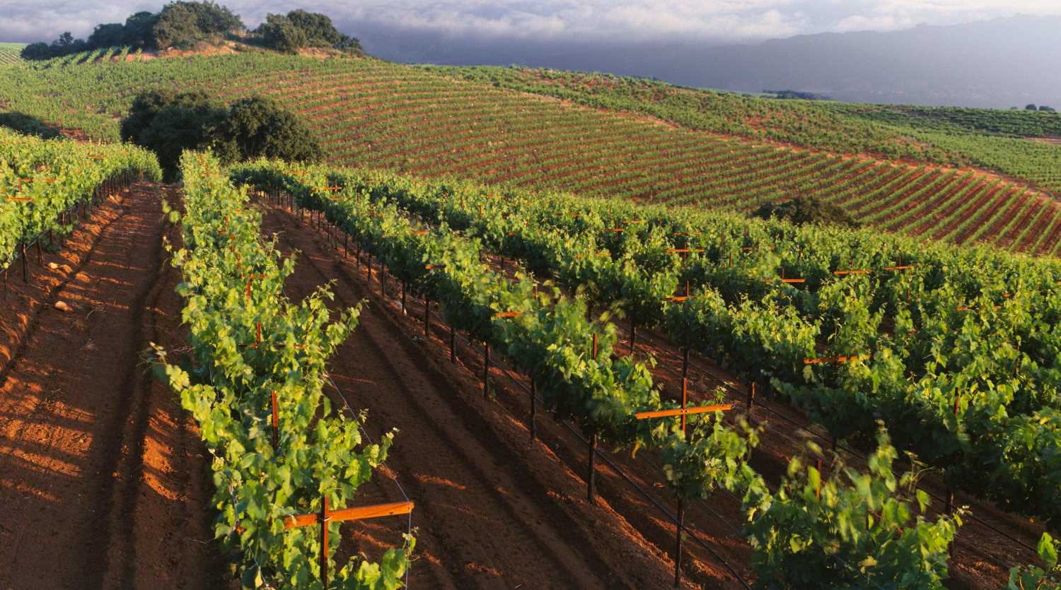 aerial view of rolling hills of Monte Rosso Vineyard® with red soil between the vines