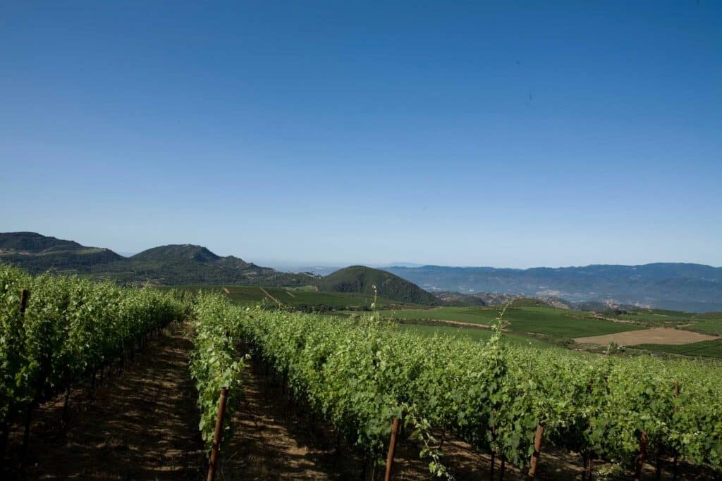 sweeping view of Stagecoach Vineyard® with rows of green vines against a blue sky