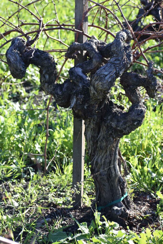 Gnarled vine from the Gaudi Carli vineyard used to make Biale Barbera