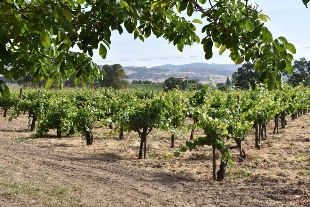 wide angel view of Grande Vineyard full of vines with large green canopies