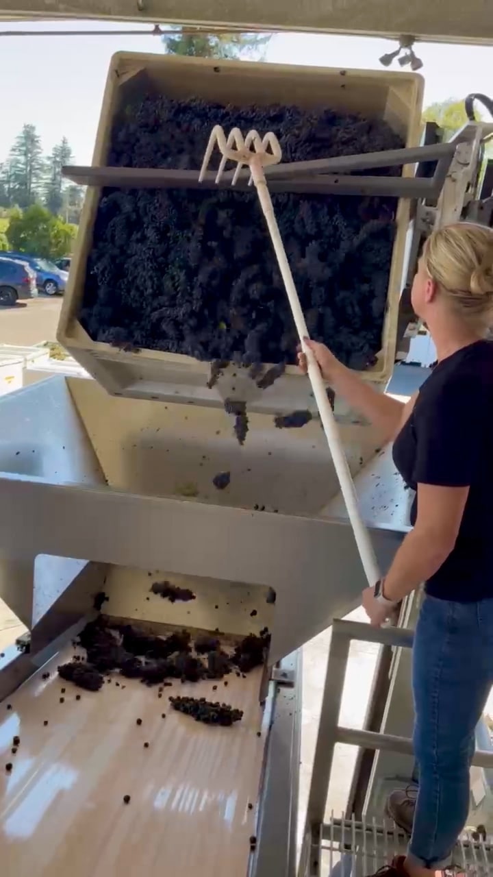 Harvest Intern for Robert Biale Vineyards guides grapes out of a bin onto a sorting table with a rake