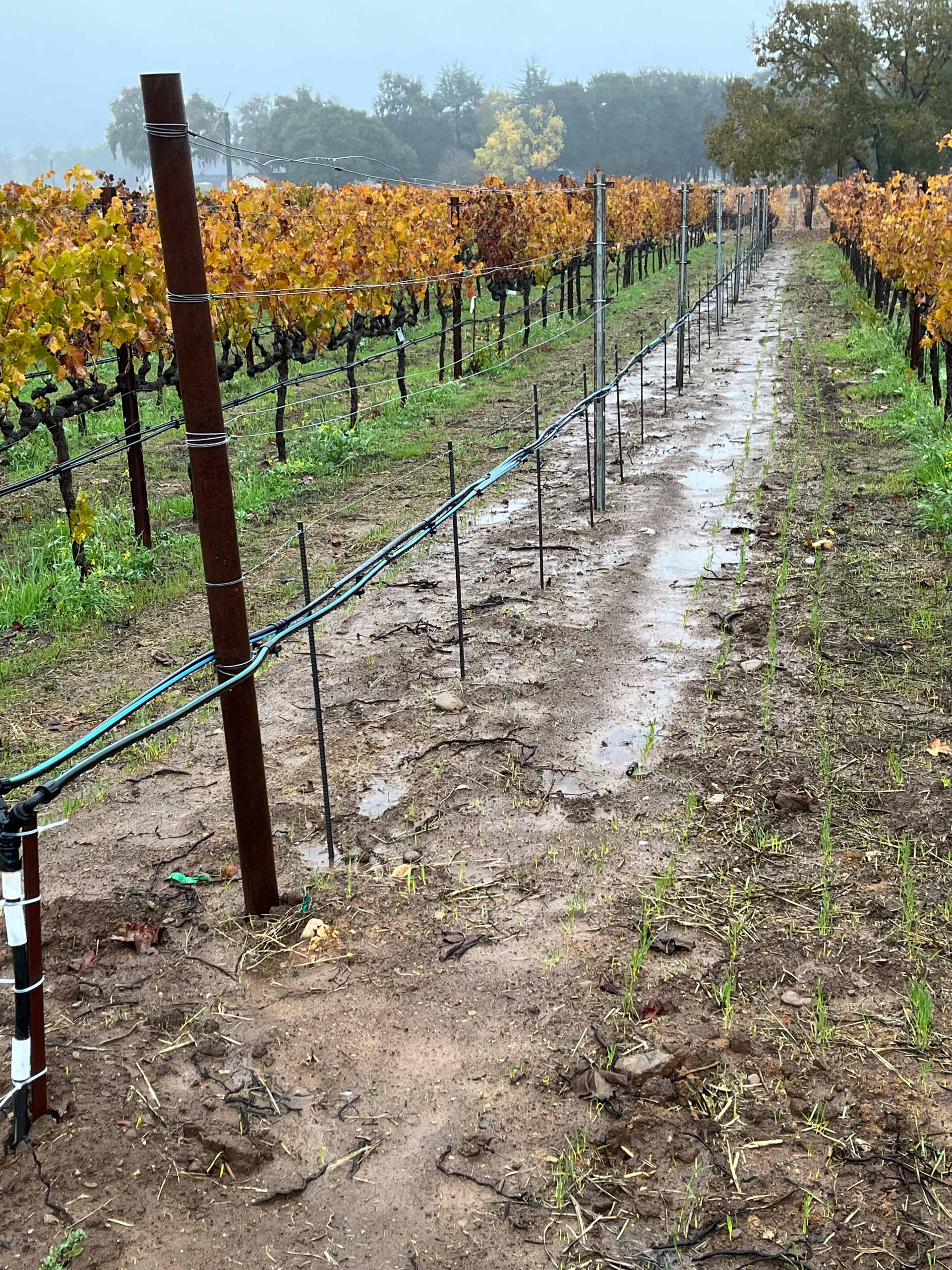 puddles of water along an empty row of vines during an atmospheric river event at Biale Vineyards