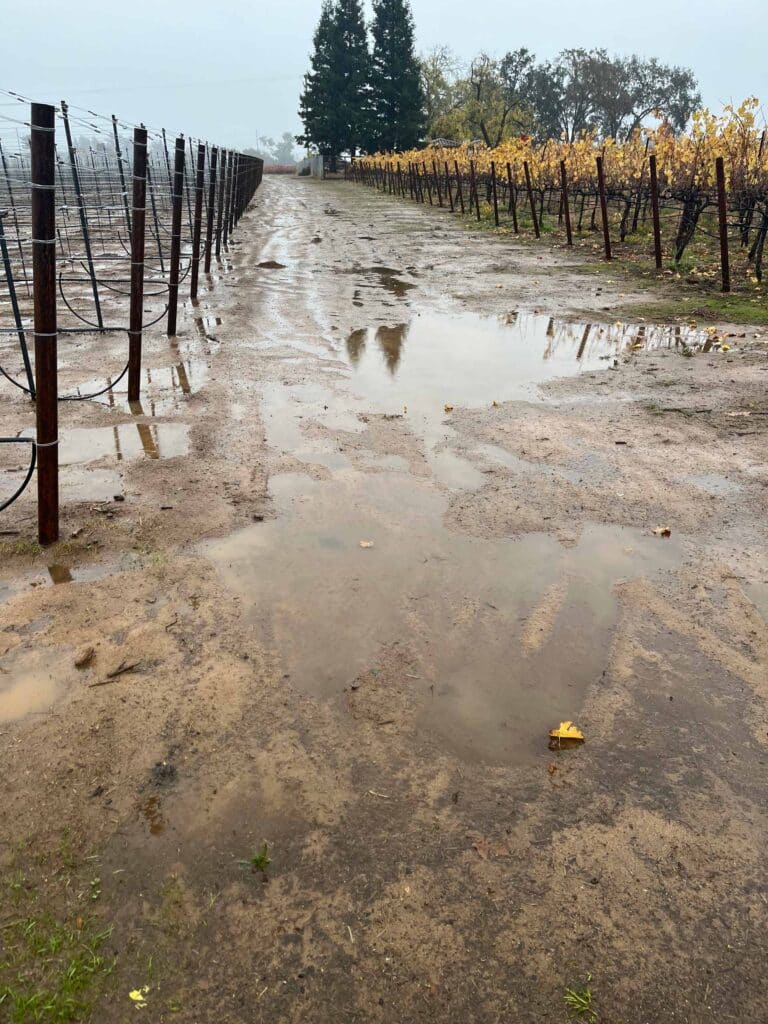 puddles of water along an empty row of vines during an atmospheric river event at Biale Vineyards