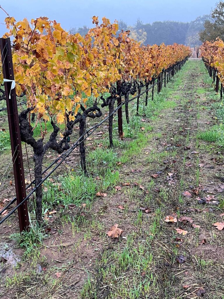 sparse cover crop at the base of saturated soil in the vineyards at Robert Biale