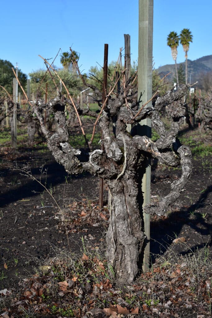 single gnarled vine at Falleri Vineyard