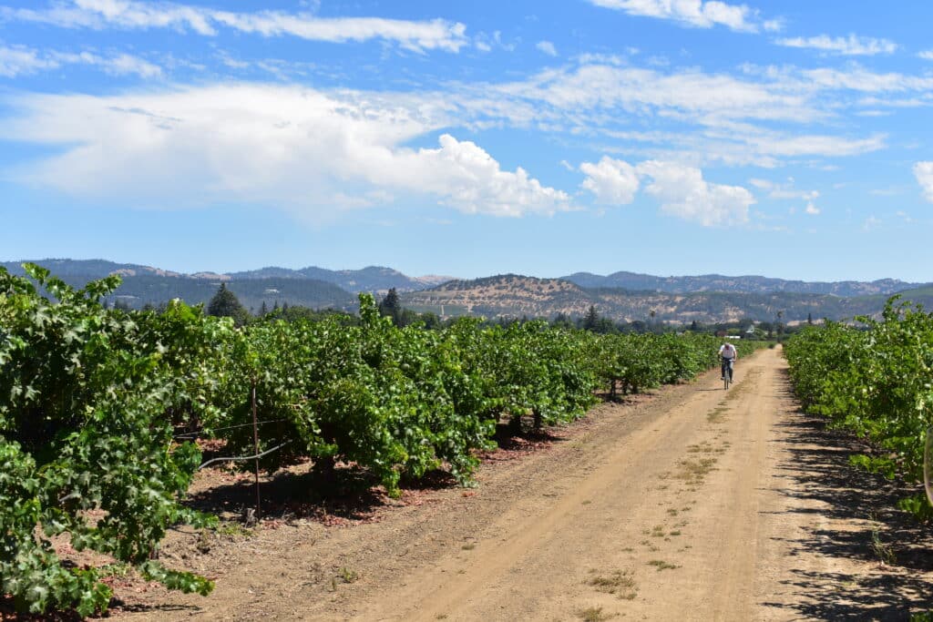 a dirt road at Morisoli Vineyard with full, green canopied vines on either side