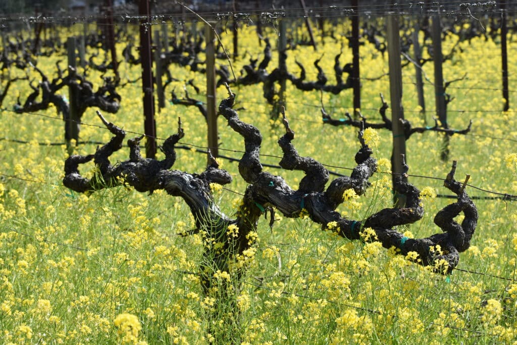 a t-vine set among mustard flowers at Nonna's Vineyard