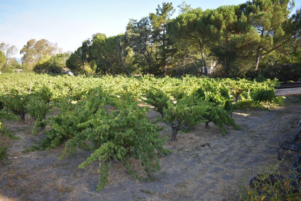 full canopies of vines at Valsecchi Vineyard