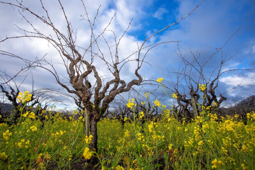 large bare vines set in a mustard field at Varozza Vineyard