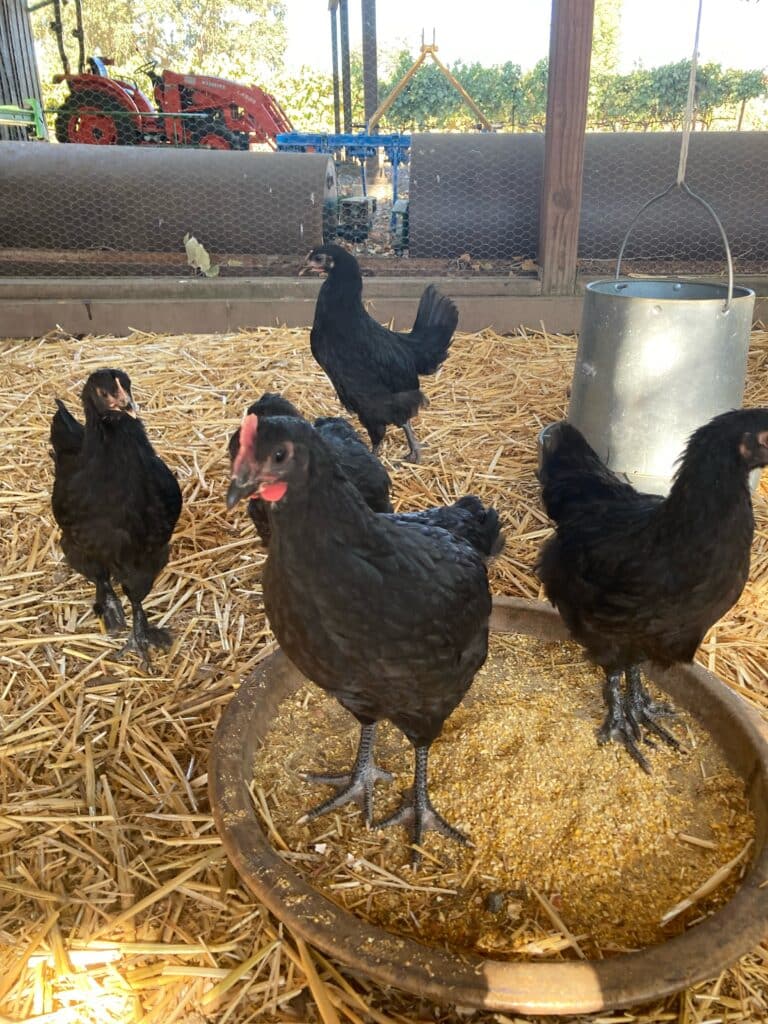 Black chickens in the coop at Biale Vineyards